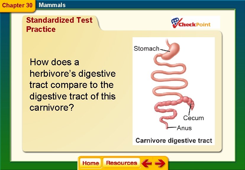 Chapter 30 Mammals Standardized Test Practice How does a herbivore’s digestive tract compare to