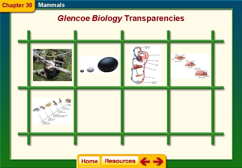 Chapter 30 Mammals Glencoe Biology Transparencies 