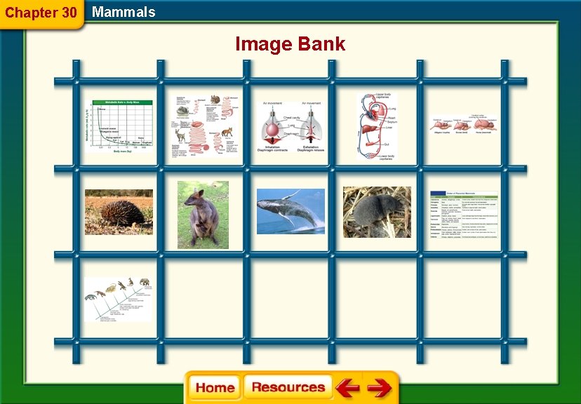 Chapter 30 Mammals Image Bank 