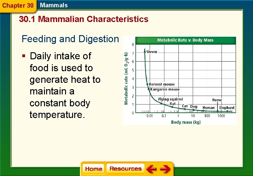 Chapter 30 Mammals 30. 1 Mammalian Characteristics Feeding and Digestion § Daily intake of