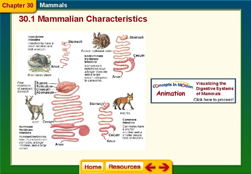 Chapter 30 Mammals 30. 1 Mammalian Characteristics Visualizing the Digestive Systems of Mammals 