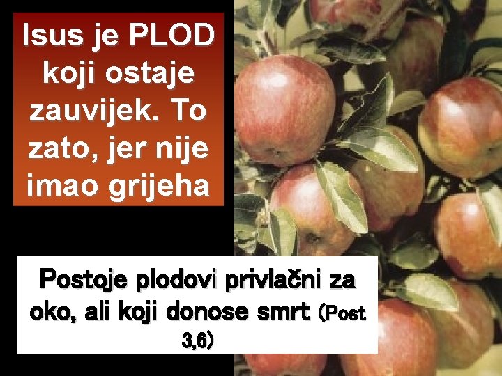 Isus je PLOD koji ostaje zauvijek. To zato, jer nije imao grijeha Postoje plodovi