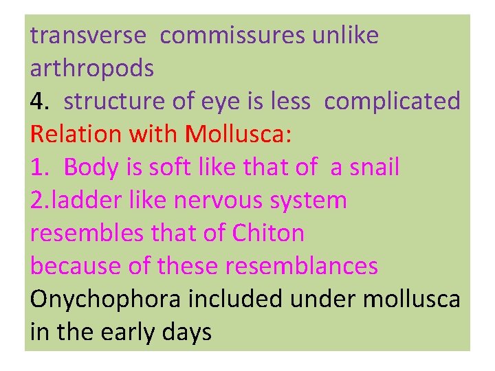 transverse commissures unlike arthropods 4. structure of eye is less complicated Relation with Mollusca: