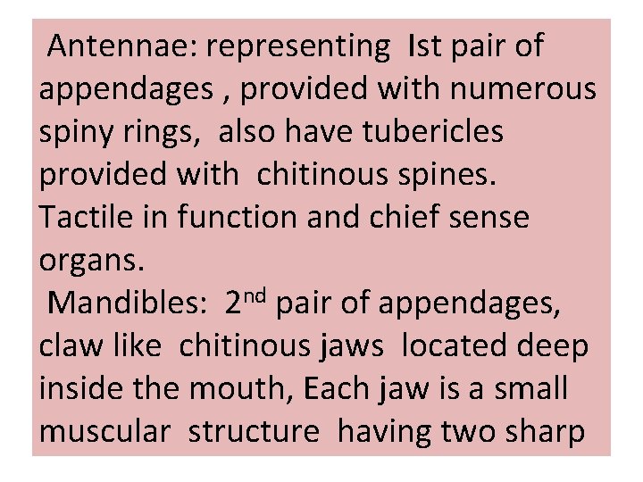 Antennae: representing Ist pair of appendages , provided with numerous spiny rings, also have