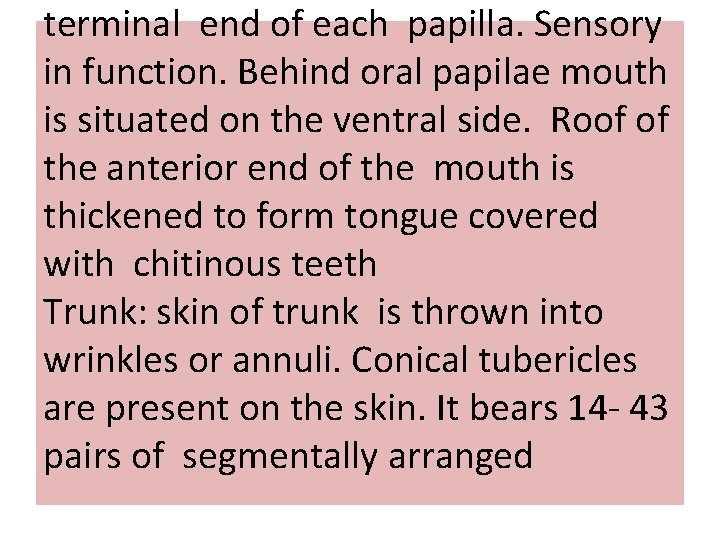 terminal end of each papilla. Sensory in function. Behind oral papilae mouth is situated