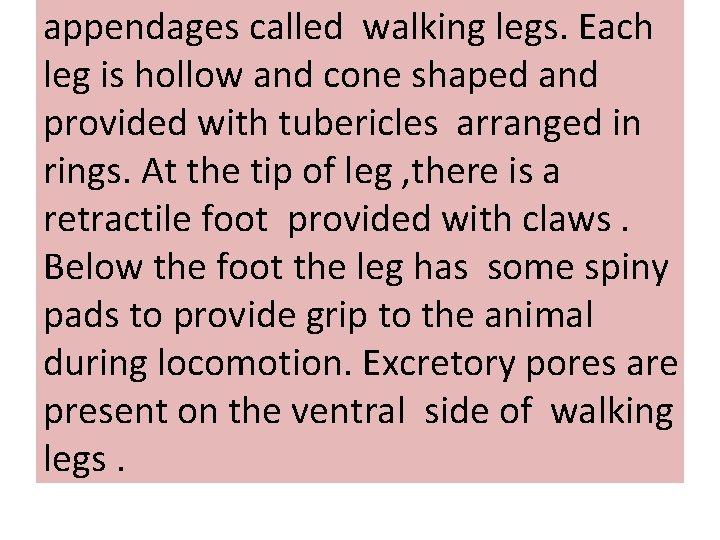 appendages called walking legs. Each leg is hollow and cone shaped and provided with