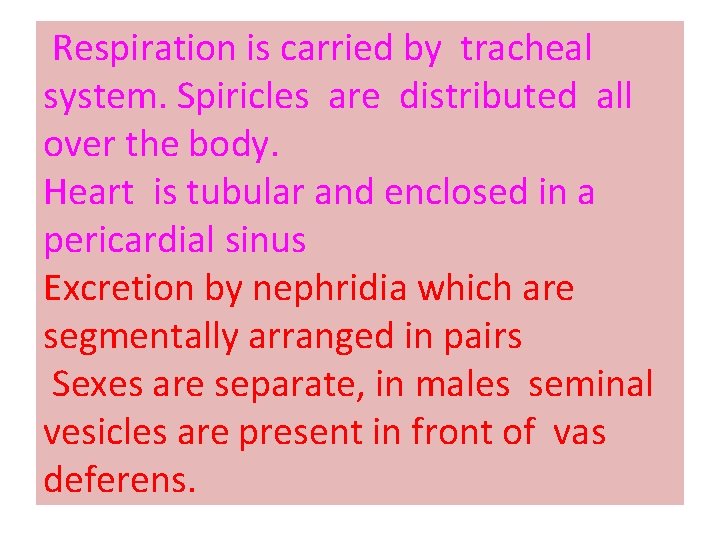 Respiration is carried by tracheal system. Spiricles are distributed all over the body. Heart