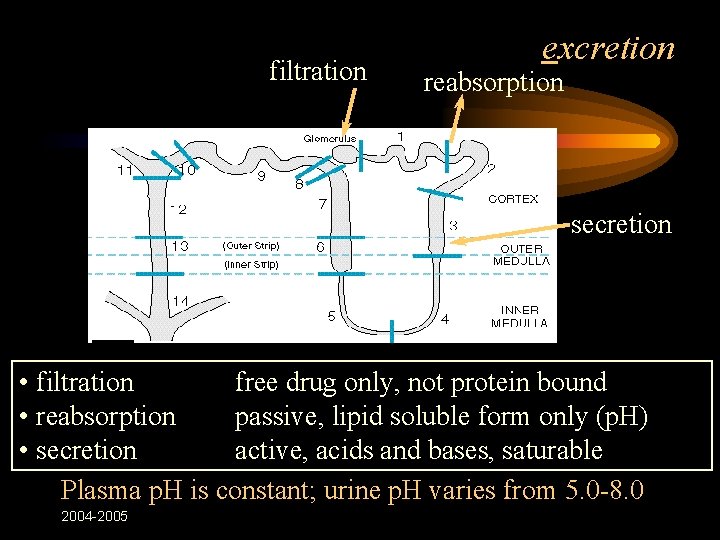 filtration excretion reabsorption secretion • filtration free drug only, not protein bound • reabsorption