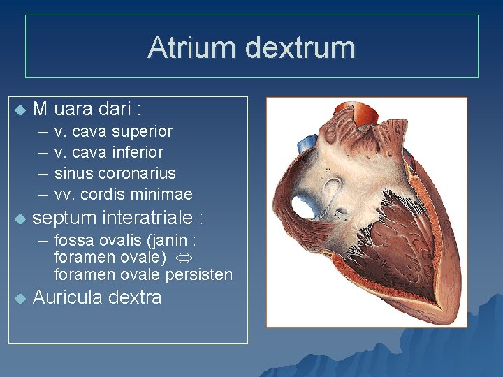 Atrium dextrum u M uara dari : – – u v. cava superior v.