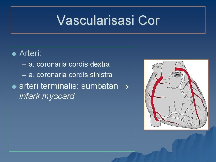 Vascularisasi Cor u Arteri: – a. coronaria cordis dextra – a. coronaria cordis sinistra