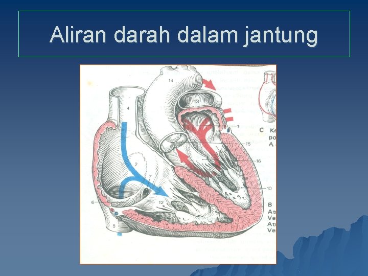 Aliran darah dalam jantung 