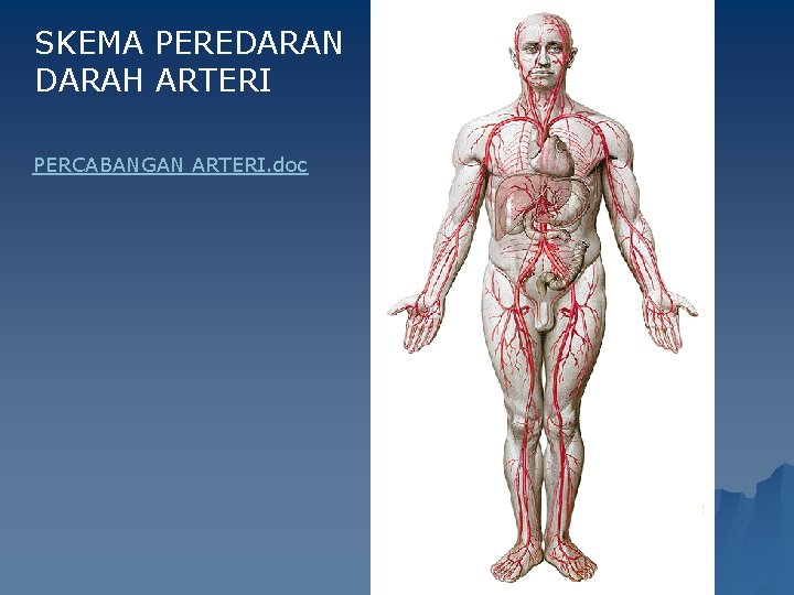 SKEMA PEREDARAN DARAH ARTERI PERCABANGAN ARTERI. doc 