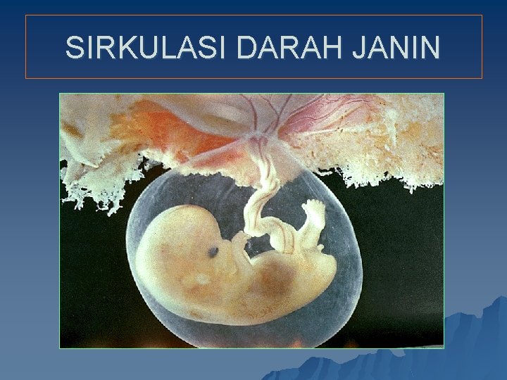 SIRKULASI DARAH JANIN 