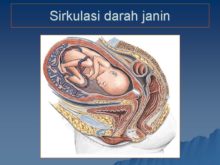 Sirkulasi darah janin 