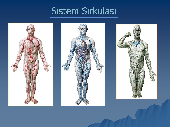 Sistem Sirkulasi 