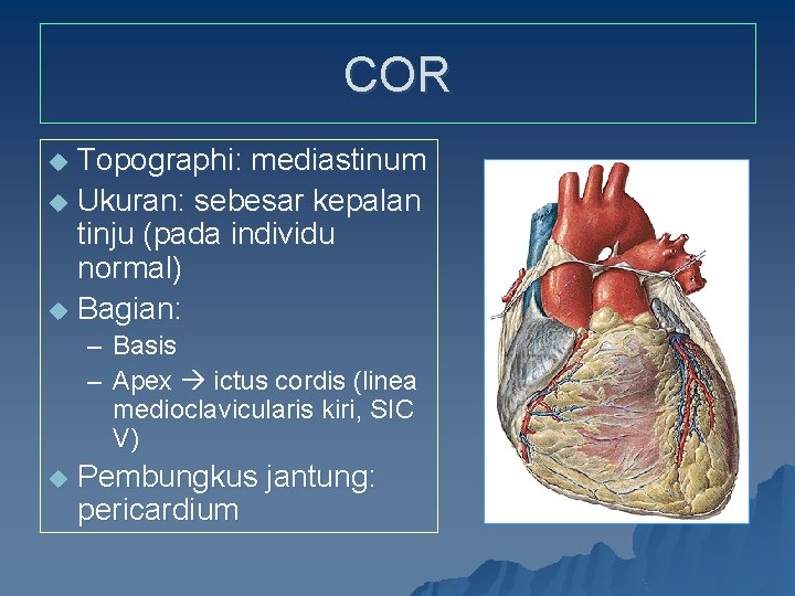 COR Topographi: mediastinum u Ukuran: sebesar kepalan tinju (pada individu normal) u Bagian: u