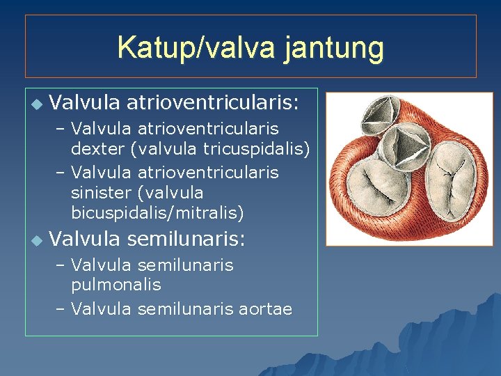 Katup/valva jantung u Valvula atrioventricularis: – Valvula atrioventricularis dexter (valvula tricuspidalis) – Valvula atrioventricularis