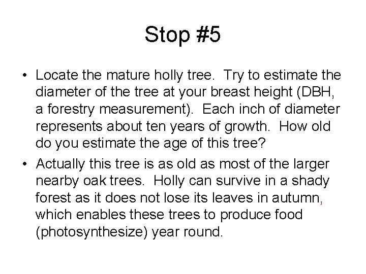 Stop #5 • Locate the mature holly tree. Try to estimate the diameter of