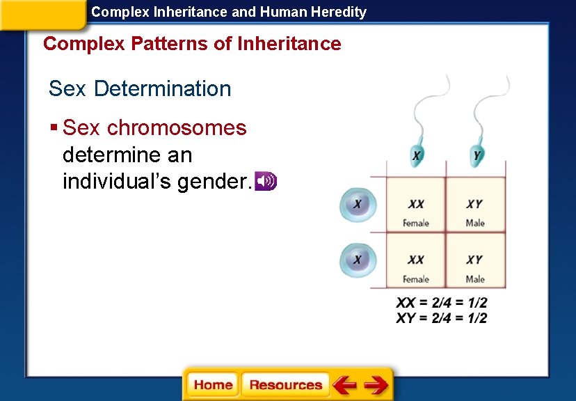 Complex Inheritance and Human Heredity Complex Patterns of Inheritance Sex Determination § Sex chromosomes