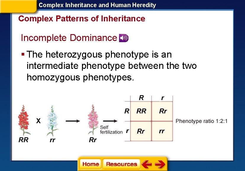 Complex Inheritance and Human Heredity Complex Patterns of Inheritance Incomplete Dominance § The heterozygous