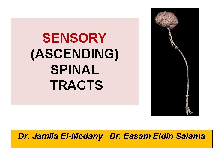 SENSORY (ASCENDING) SPINAL TRACTS Dr. Jamila El-Medany Dr. Essam Eldin Salama 