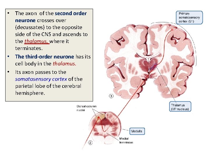  • The axon of the second order neurone crosses over (decussates) to the