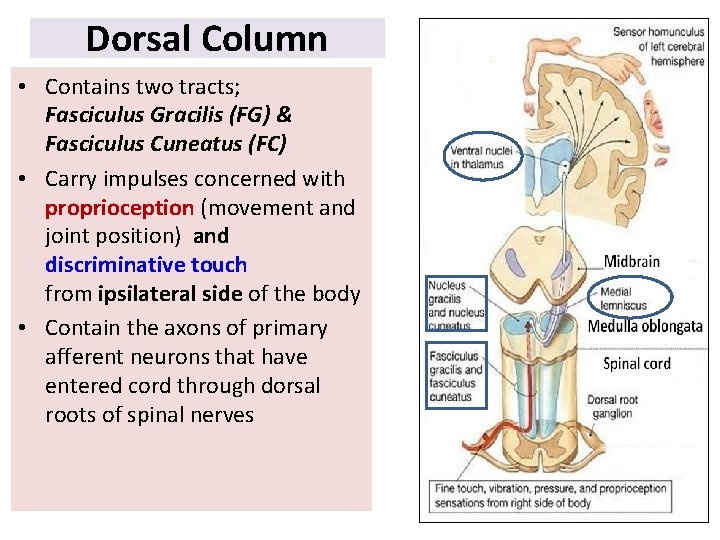 Dorsal Column • Contains two tracts; Fasciculus Gracilis (FG) & Fasciculus Cuneatus (FC) •