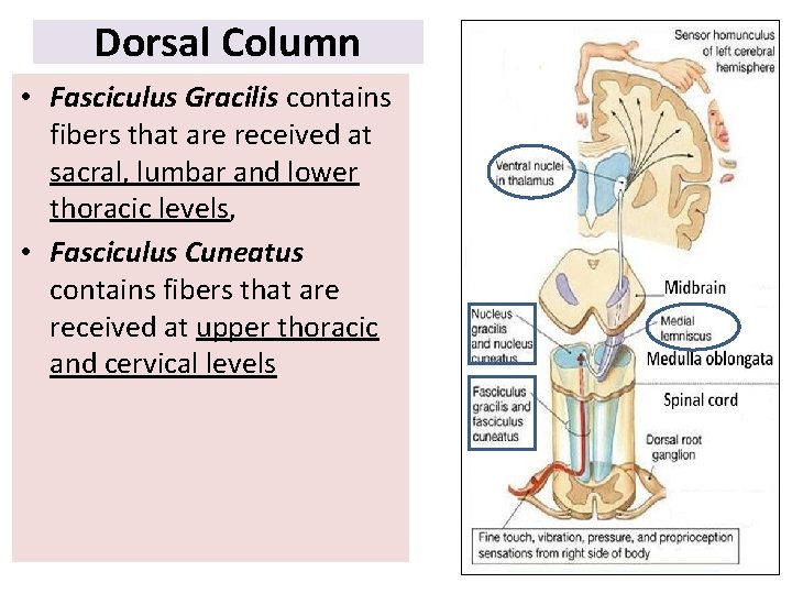 Dorsal Column • Fasciculus Gracilis contains fibers that are received at sacral, lumbar and