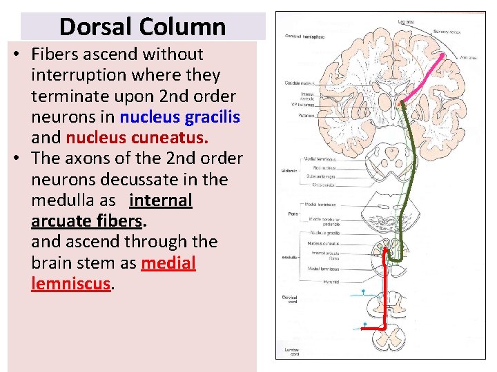 Dorsal Column • Fibers ascend without interruption where they terminate upon 2 nd order