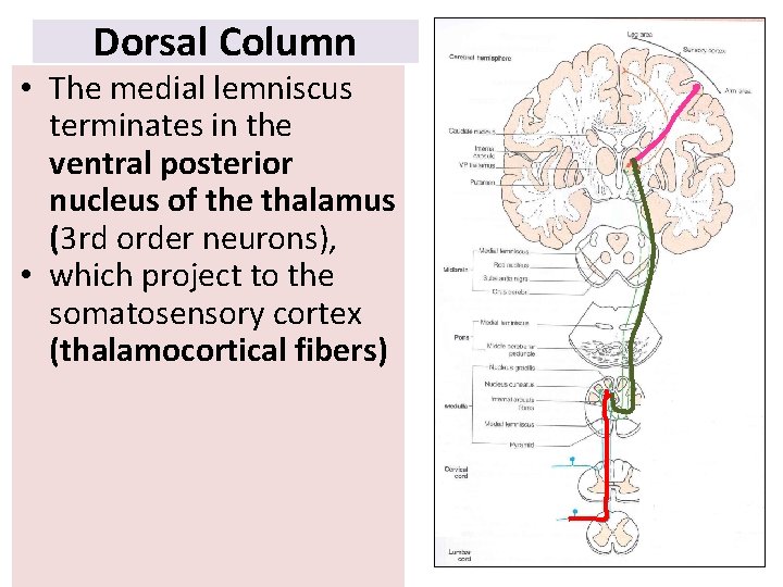 Dorsal Column • The medial lemniscus terminates in the ventral posterior nucleus of the