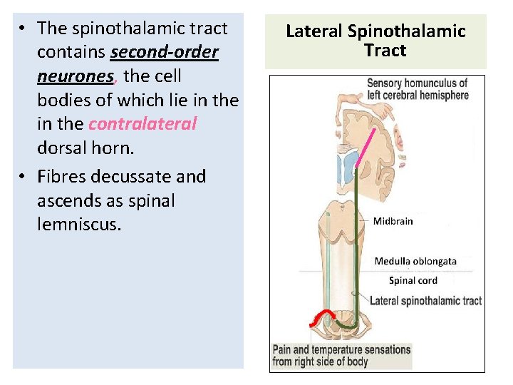  • The spinothalamic tract contains second-order neurones, the cell bodies of which lie