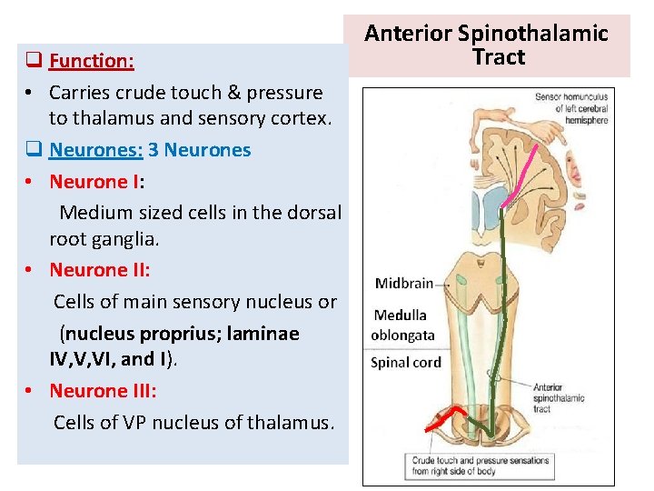 q Function: • Carries crude touch & pressure to thalamus and sensory cortex. q