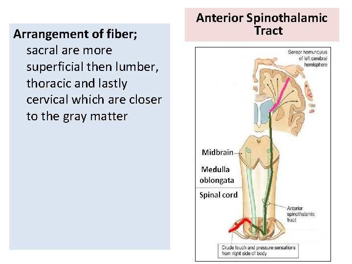 Arrangement of fiber; sacral are more superficial then lumber, thoracic and lastly cervical which