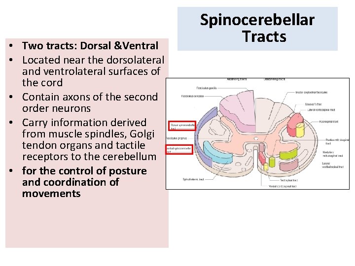  • Two tracts: Dorsal &Ventral • Located near the dorsolateral and ventrolateral surfaces