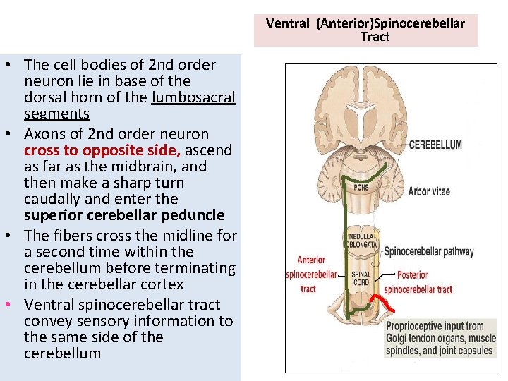 Ventral (Anterior)Spinocerebellar Tract • The cell bodies of 2 nd order neuron lie in