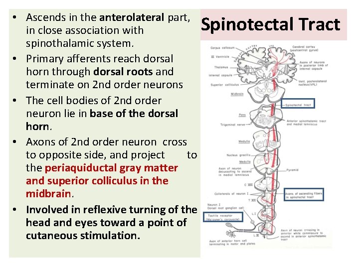  • Ascends in the anterolateral part, in close association with spinothalamic system. •