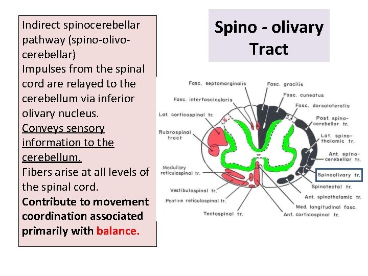 Indirect spinocerebellar pathway (spino-olivocerebellar) Impulses from the spinal cord are relayed to the cerebellum