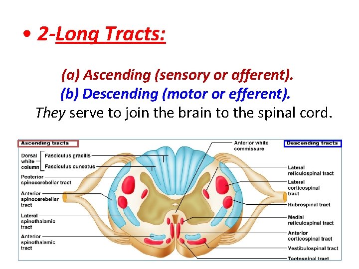  • 2 -Long Tracts: (a) Ascending (sensory or afferent). (b) Descending (motor or