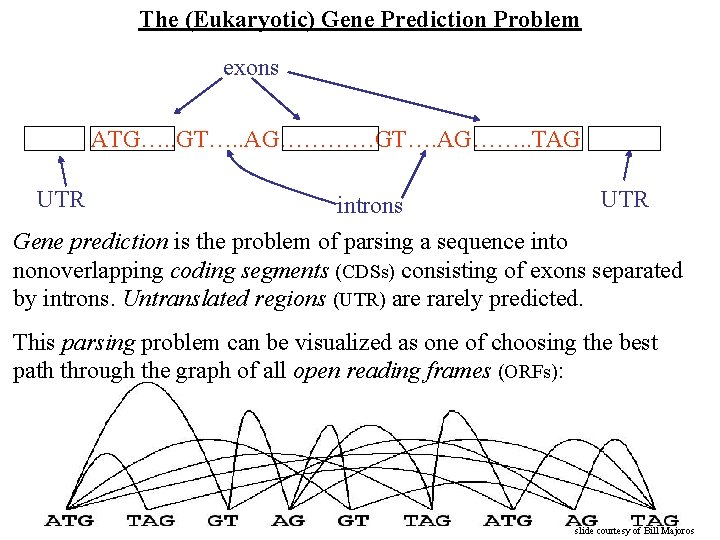 The (Eukaryotic) Gene Prediction Problem exons ATG…. . GT…. . AG…………GT…. AG……. . TAG