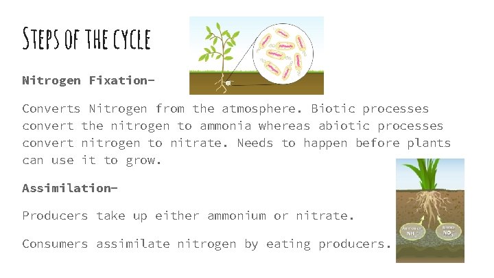 Steps of the cycle Nitrogen Fixation. Converts Nitrogen from the atmosphere. Biotic processes convert Steps of the cycle Nitrogen Fixation. Converts Nitrogen from the atmosphere. Biotic processes convert