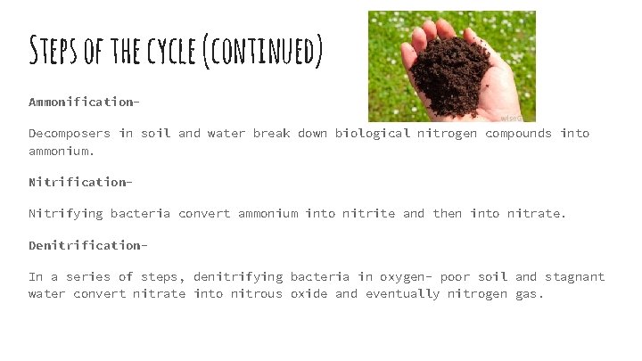 Steps of the cycle (continued) Ammonification. Decomposers in soil and water break down biological Steps of the cycle (continued) Ammonification. Decomposers in soil and water break down biological