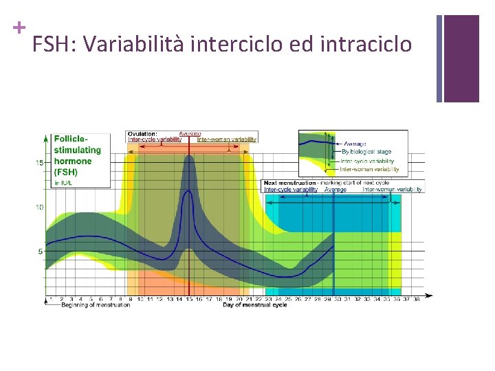 + FSH: Variabilità interciclo ed intraciclo 