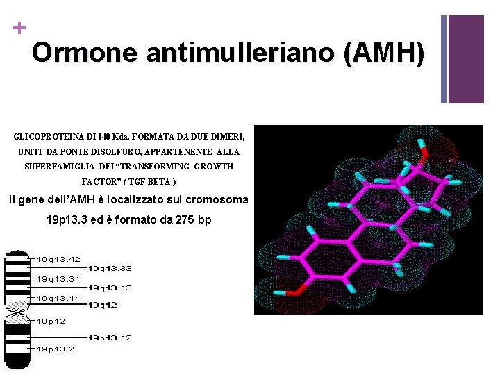 + Ormone antimulleriano (AMH) GLICOPROTEINA DI 140 Kda, FORMATA DA DUE DIMERI, UNITI DA