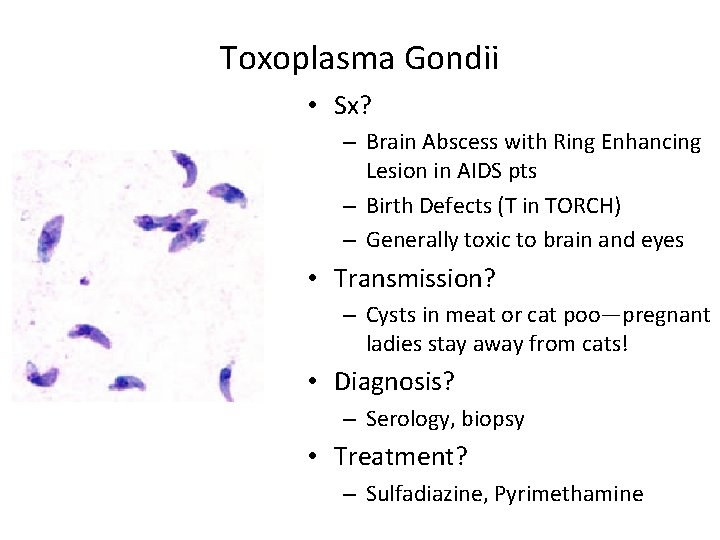 Toxoplasma Gondii • Sx? – Brain Abscess with Ring Enhancing Lesion in AIDS pts