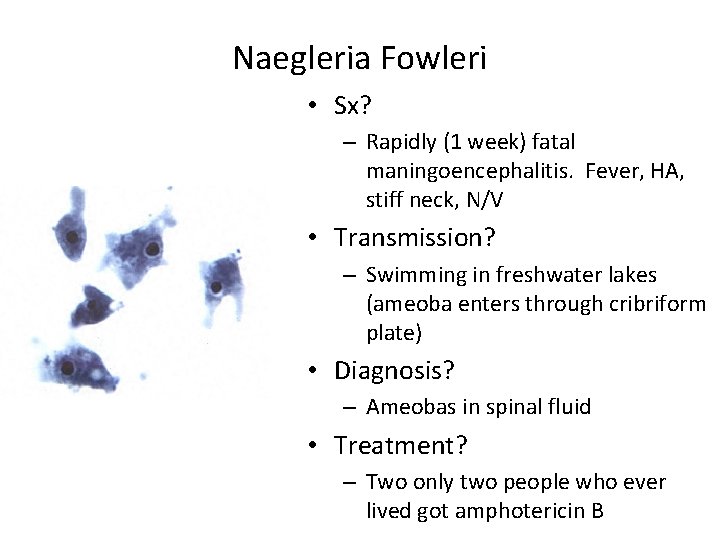 Naegleria Fowleri • Sx? – Rapidly (1 week) fatal maningoencephalitis. Fever, HA, stiff neck,