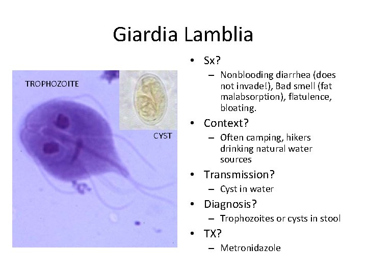 Giardia Lamblia • Sx? – Nonblooding diarrhea (does not invade!), Bad smell (fat malabsorption),