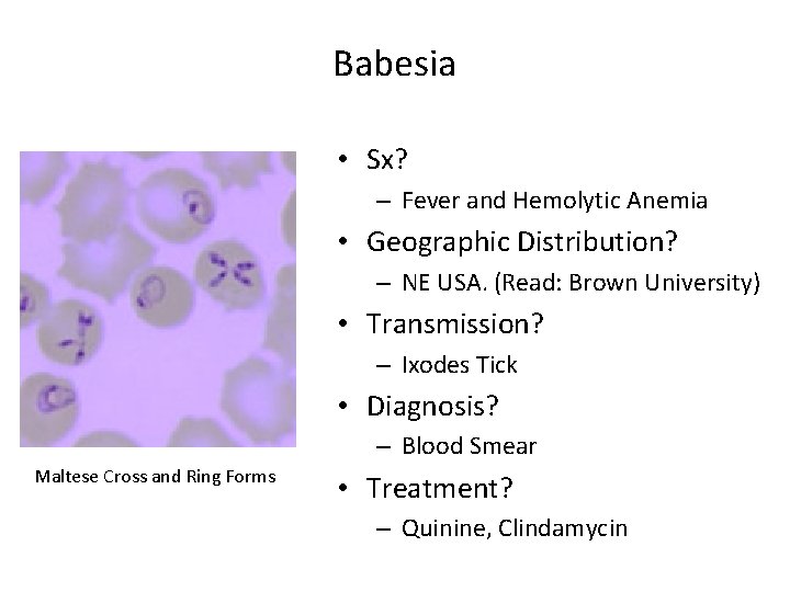 Babesia • Sx? – Fever and Hemolytic Anemia • Geographic Distribution? – NE USA.