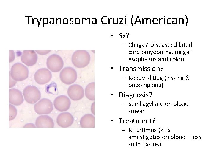 Trypanosoma Cruzi (American) • Sx? – Chagas’ Disease: dilated cardiomyopathy, megaesophagus and colon. •