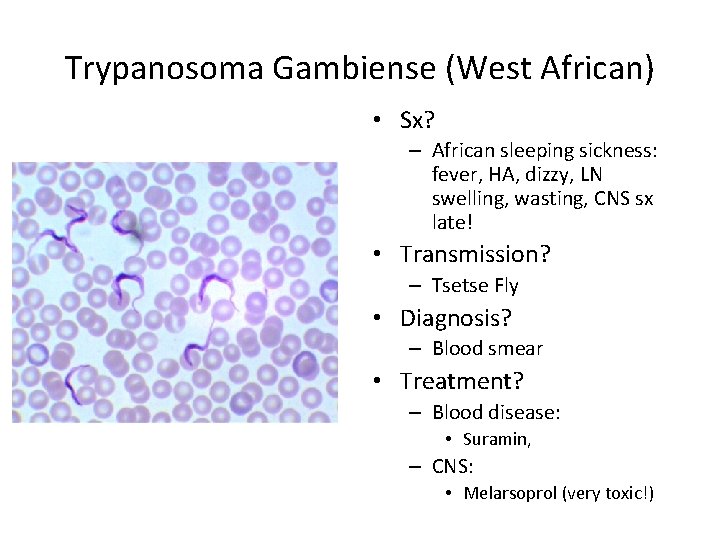 Trypanosoma Gambiense (West African) • Sx? – African sleeping sickness: fever, HA, dizzy, LN