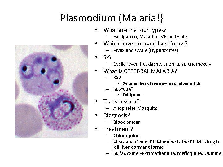 Plasmodium (Malaria!) • What are the four types? – Falciparum, Malariae, Vivax, Ovale •